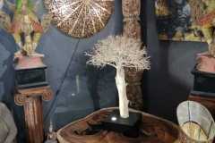 Arbuste en bois flotté - table accacia